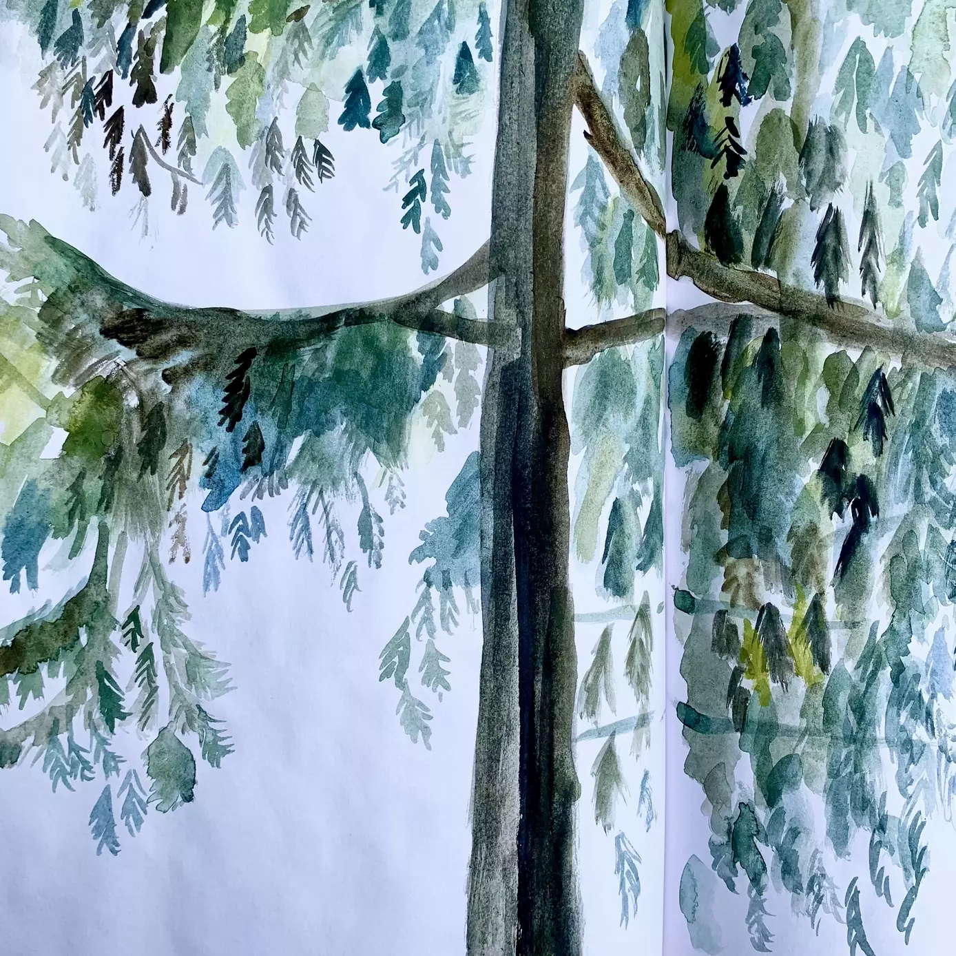 A watercolour painting of a cedar tree, painted with different shades of green and brown and blue, showing the detail of the cedar leaves in different shades of green